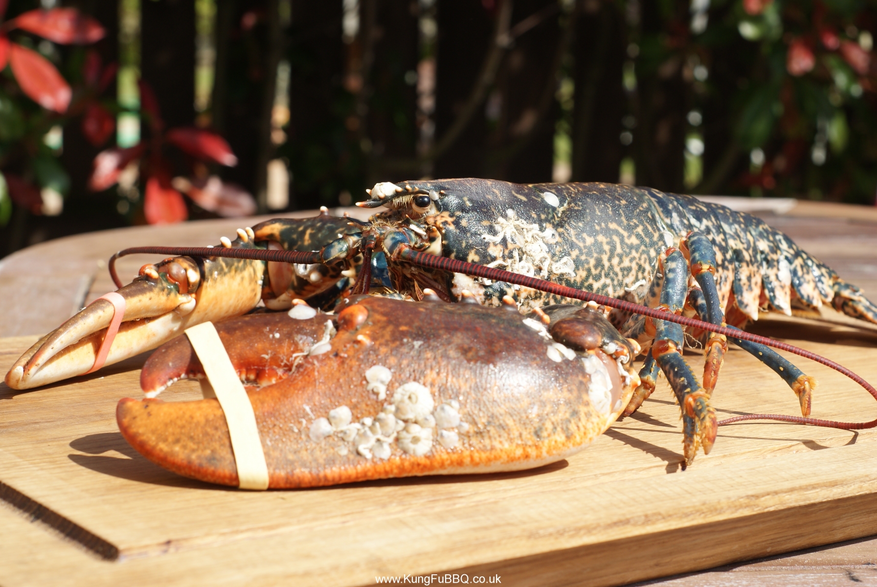 BBQ36/17 "Old Cow" Rib Eye Steak and a Massive Lobster! KungFuBBQ